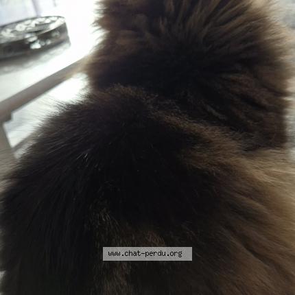 Foto 5/5 Kat teruggevonden Vermist in Menen