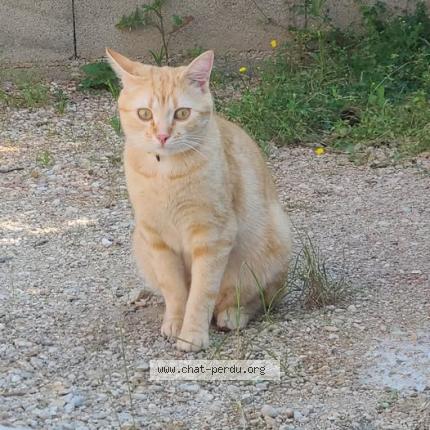 Photo 1/1 sans nom Chat lost in Sance