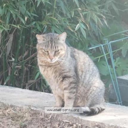 Photo 1/1 Moulin Chat lost in Nantes