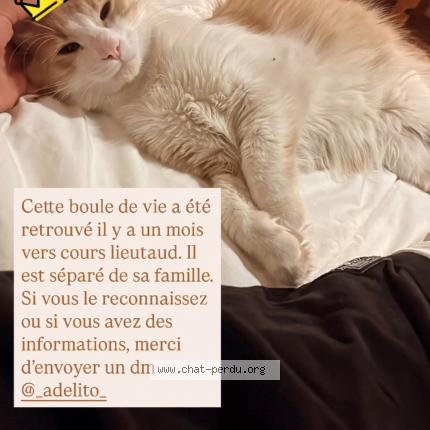 Photo 1/1 Found cat Found in Marseille