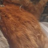 Picture of cat lost at Ychoux