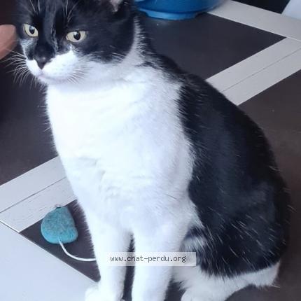 Photo 1/1 Raven Chat lost in Serquigny