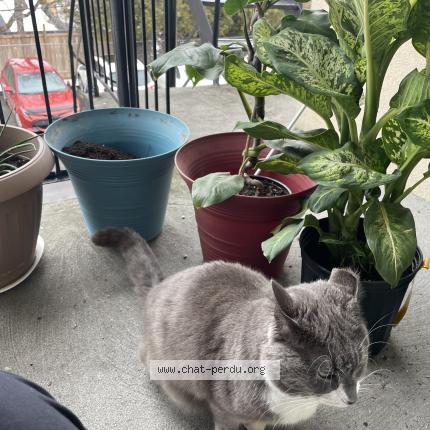 Photo 1/1 Rachet-Aire de service Lavaltrie Chat lost in Lavaltrie