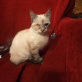 Picture of cat lost at Drap