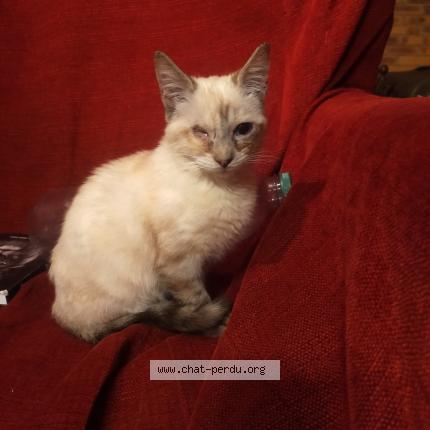 Photo 1/1 Anya Chat lost in Drap