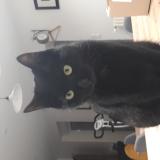 Picture of cat lost at Tregunc