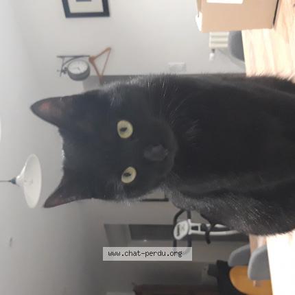 Photo 1/1 RIO Chat lost in Tregunc