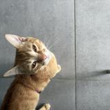 Picture of cat lost at Corbarieu