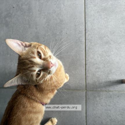 Photo 1/3 Popo Chat lost in Corbarieu