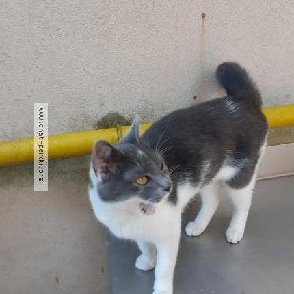 Photo 1/1 Buty Chat lost in Luneville