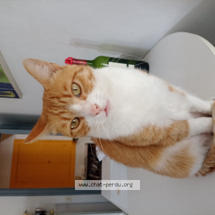 Photo 1/1 CASPER Chat lost in Eysines