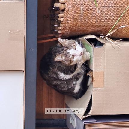 Photo 1/1 ROGER Chat lost in Aix en provence