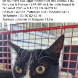 Picture of cat found at Marcq En Baroeul