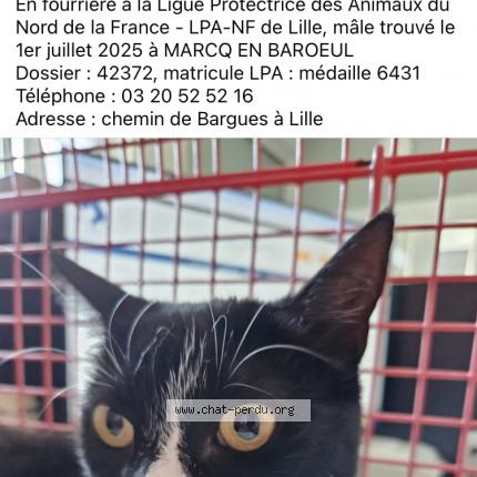 Photo 1/1 Found cat Found in Marcq en baroeul