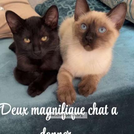 Foto 1/1 Wiedergefundene Katze Verloren in Lausanne