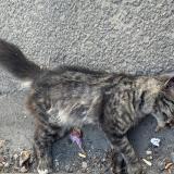 Picture of cat found at Saint Denis