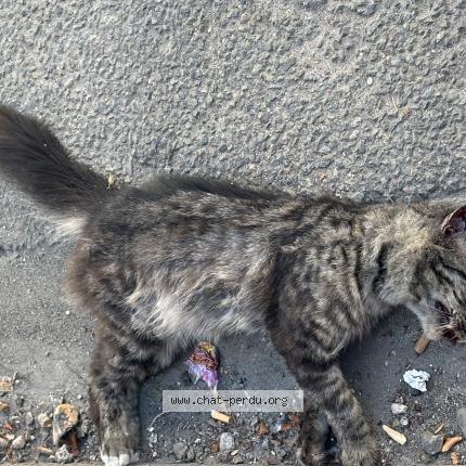 Photo 1/1 Found cat Found in Saint denis