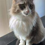 Picture of cat lost at Grezieu La Varenne