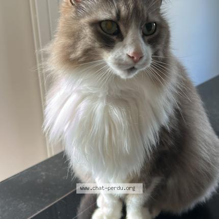 Photo 1/1 Menphys Chat lost in Grezieu la varenne