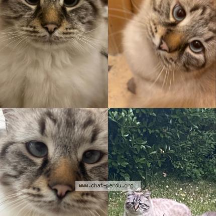 Foto van vermiste kat in Bruxelles