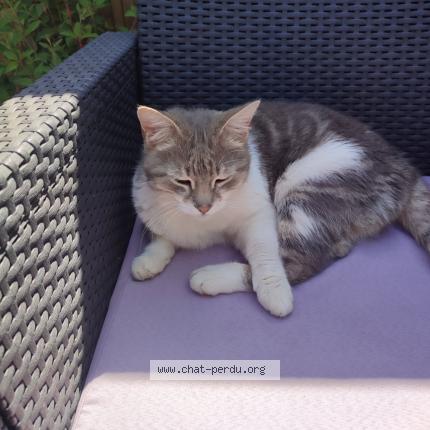 Photo 1/1 Léo Chat lost in Bergerac