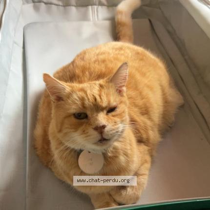 Photo 1/1 COPINUS Chat lost in Marly