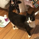 Picture of cat found at La Rochelle