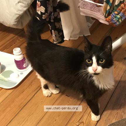 Photo 1/1 Cat reunited Found in La rochelle