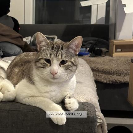 Photo 1/1 Happy Chat lost in Beziers