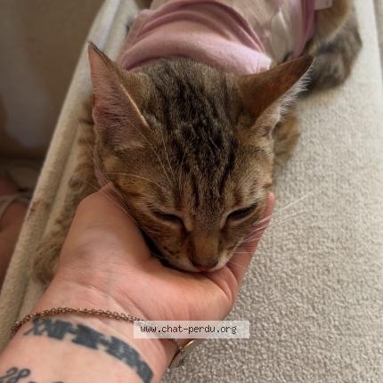 Photo 1/1 Yuki Chat lost in Bischwiller