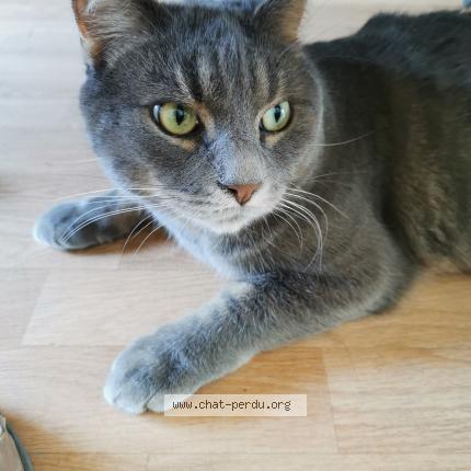 Photo 1/1 Talo Chat lost in Angers