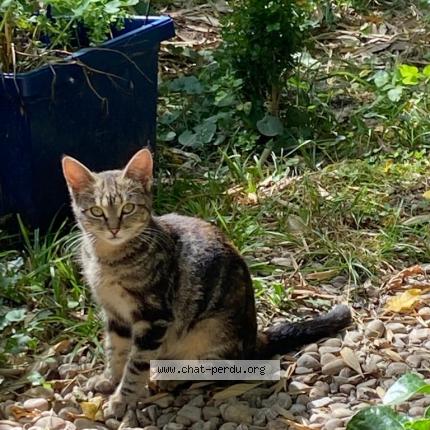 Photo 1/1 Lily Chat lost in Ornans