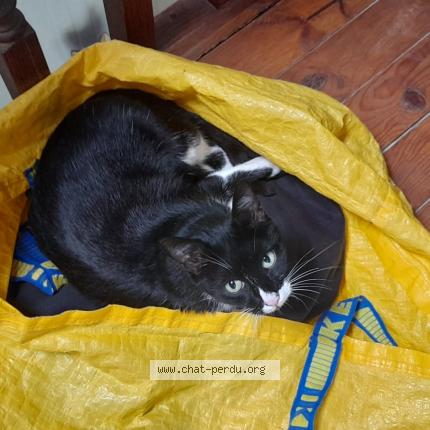 Photo 1/1 ROMEO Chat lost in Chatignonville