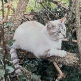 Picture of cat lost at Saint Maurice L Exil