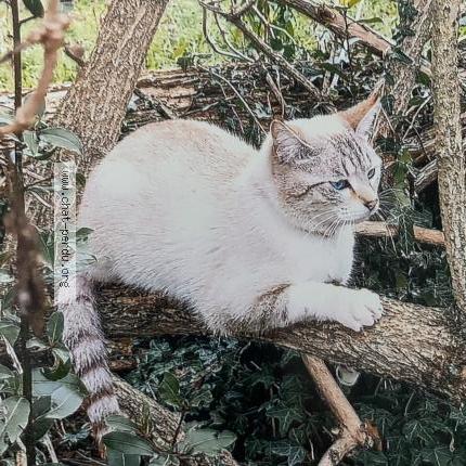 Photo 1/1 Khusi Chat lost in Saint maurice l exil