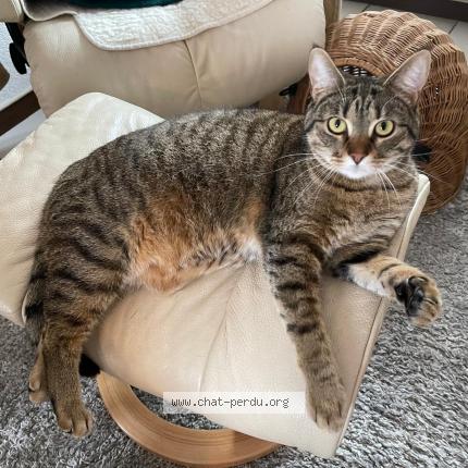 Foto 1/1 Wiedergefundene Katze Verloren in Crissier