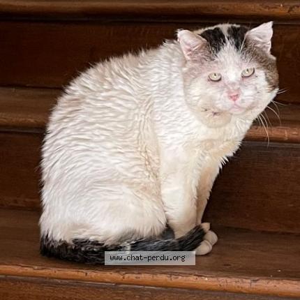 Photo 1/1 Hercule Chat lost in Saint leger aux bois