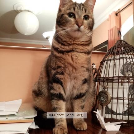 Photo 1/1 Litchi Chat lost in Auzeville tolosane