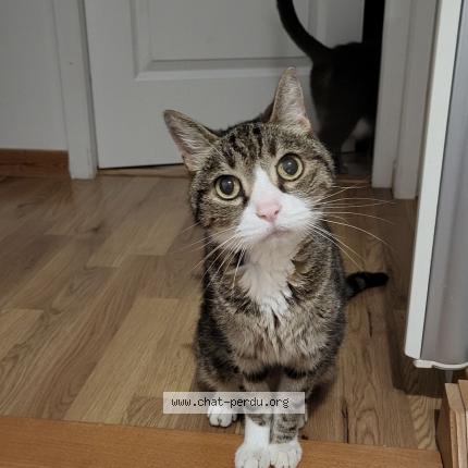 Photo 1/1 Chewby Chat lost in Montbozon