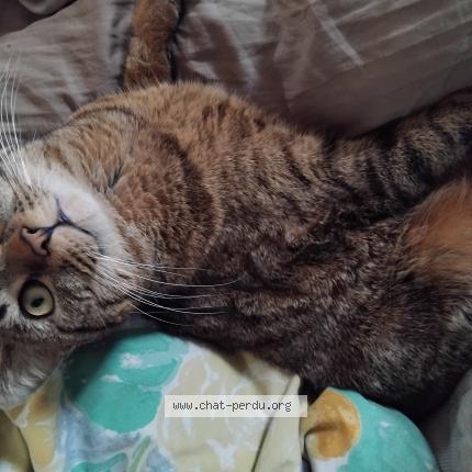 Photo 1/1 Billy Chat lost in Sannois