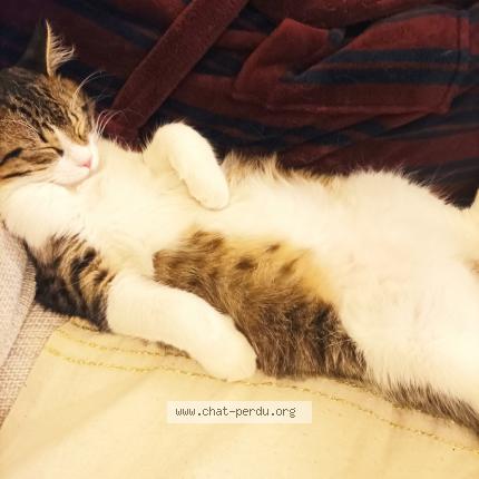 Photo 1/1 Kali Chat lost in Salon de provence