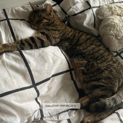 Photo 1/1 Gaya Chat lost in Junas