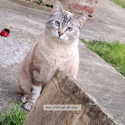 Photo 1/1 NEIGE Chat lost in Monceau le neuf et faucouzy