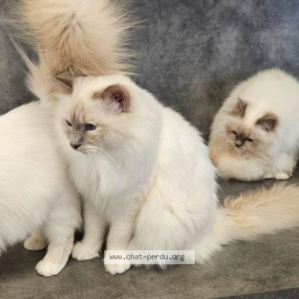 Photo 1/1 Tanao Chat lost in Theix