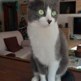 Picture of cat lost at Rio San Pedro Puerto Real