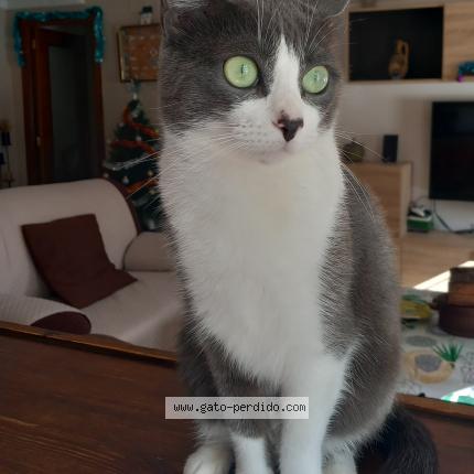 Photo 1/1 Vini Chat lost in Rio san pedro puerto real