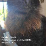 Picture of cat lost at Lormaison