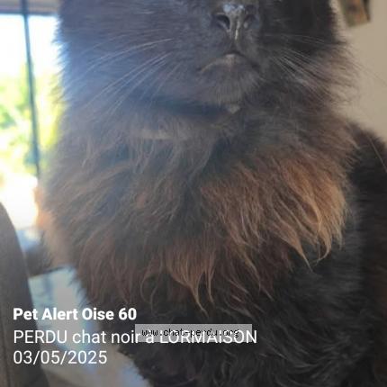 Photo 1/1 Ne&iuml;ko Chat lost in Lormaison