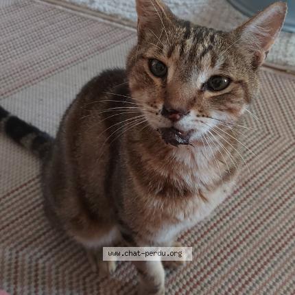 Photo 1/1 Minou Chat lost in Gallargues le montueux