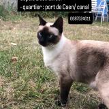 Picture of cat lost at Caen